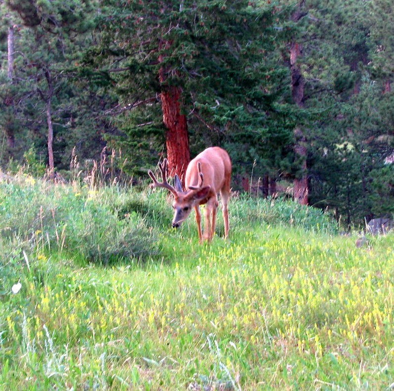 Bambi