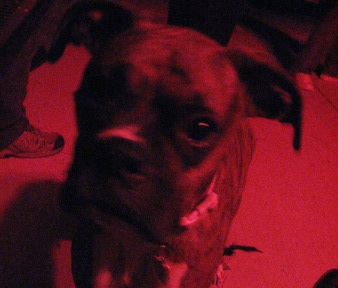DAWG