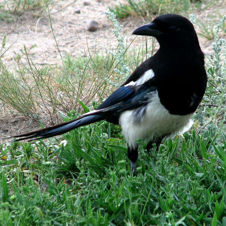 Magpie