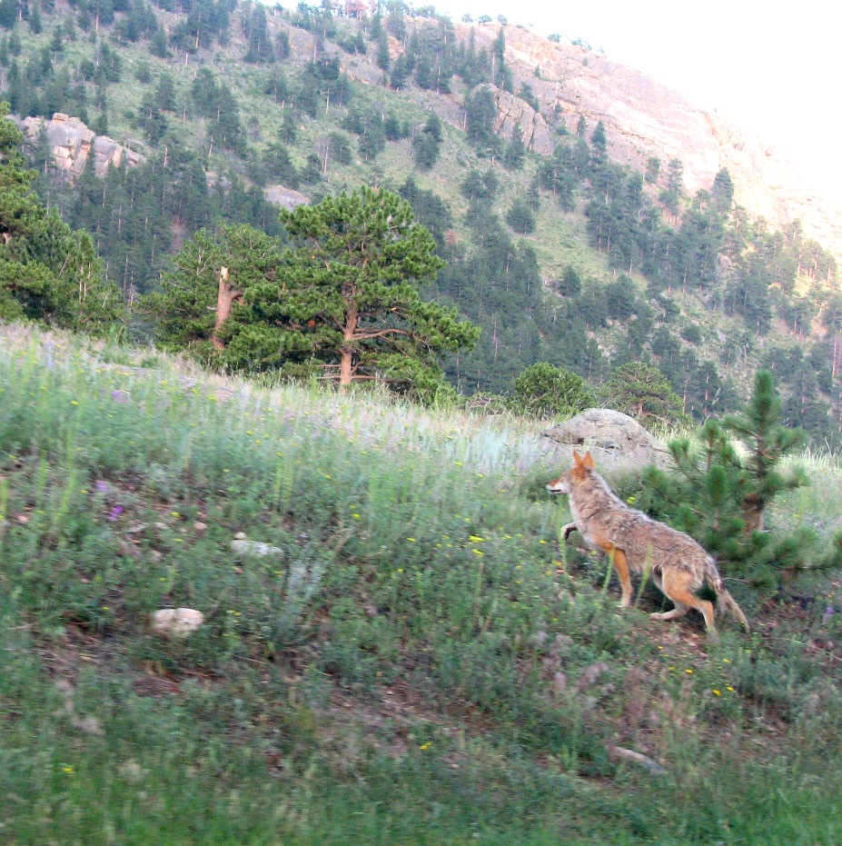 Wile E